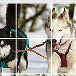 Dve krásne psy, jeden čierny a biely, druhý svetlosivý, ťahajú sánky cez zasneženú krajinu